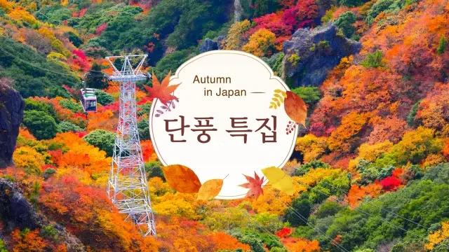 단풍 특집