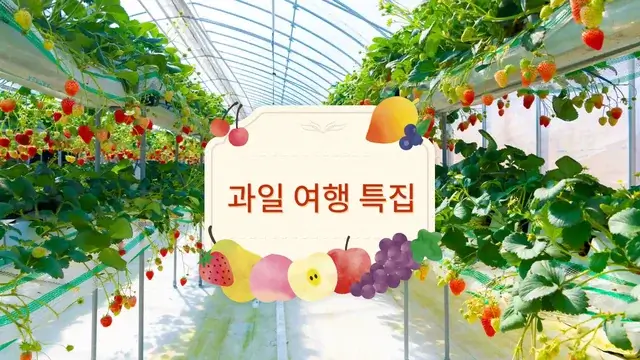 과일 여행 특집